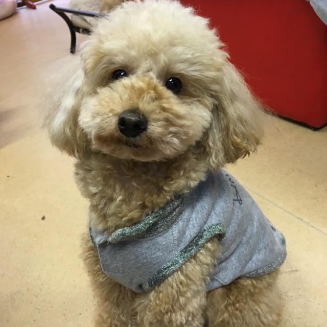 【今日の里帰りワンコ🐶トイプードルのこまさ君💕チワワのコロンちゃん💕ミニピンのヤマト君💕】No,1